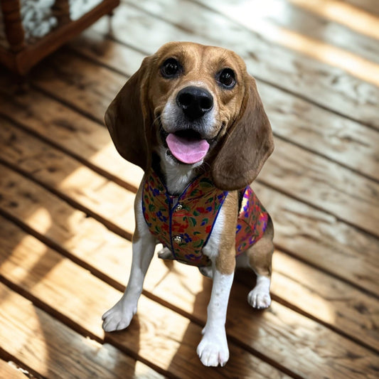 Golden Tiger Dog Sherwani
