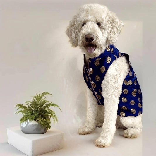 Dog in deep purple sherwani with gold embroidery, perfect for Indian weddings and sangeet events