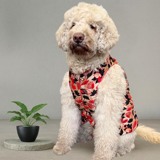 Dog wearing deep red sherwani with gold embroidery, perfect for Indian weddings and festive celebrations