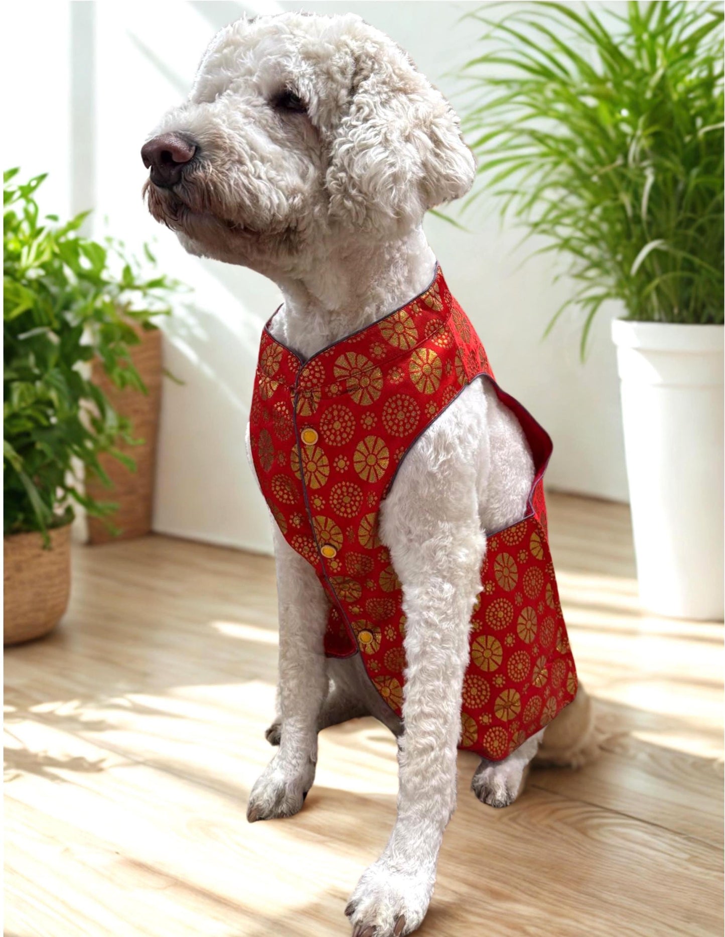 Dog wearing saffron orange sherwani with traditional detailing, ideal for haldi ceremonies and Indian weddings