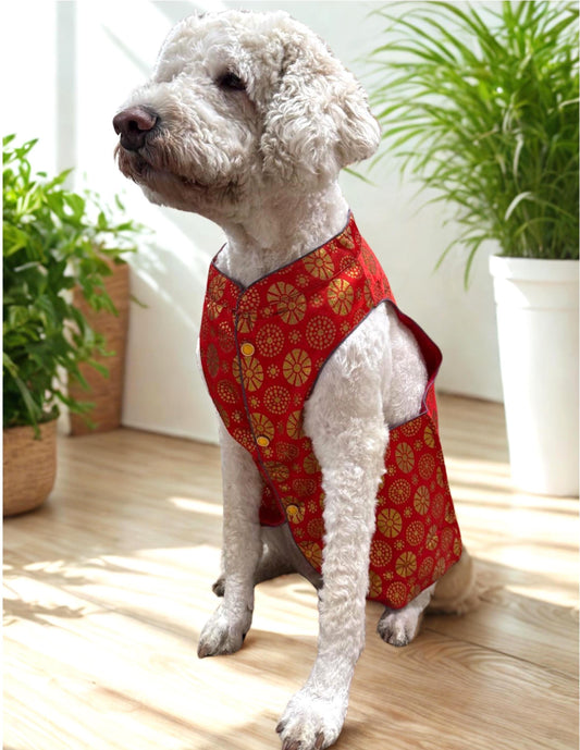 Dog wearing saffron orange sherwani with traditional detailing, ideal for haldi ceremonies and Indian weddings